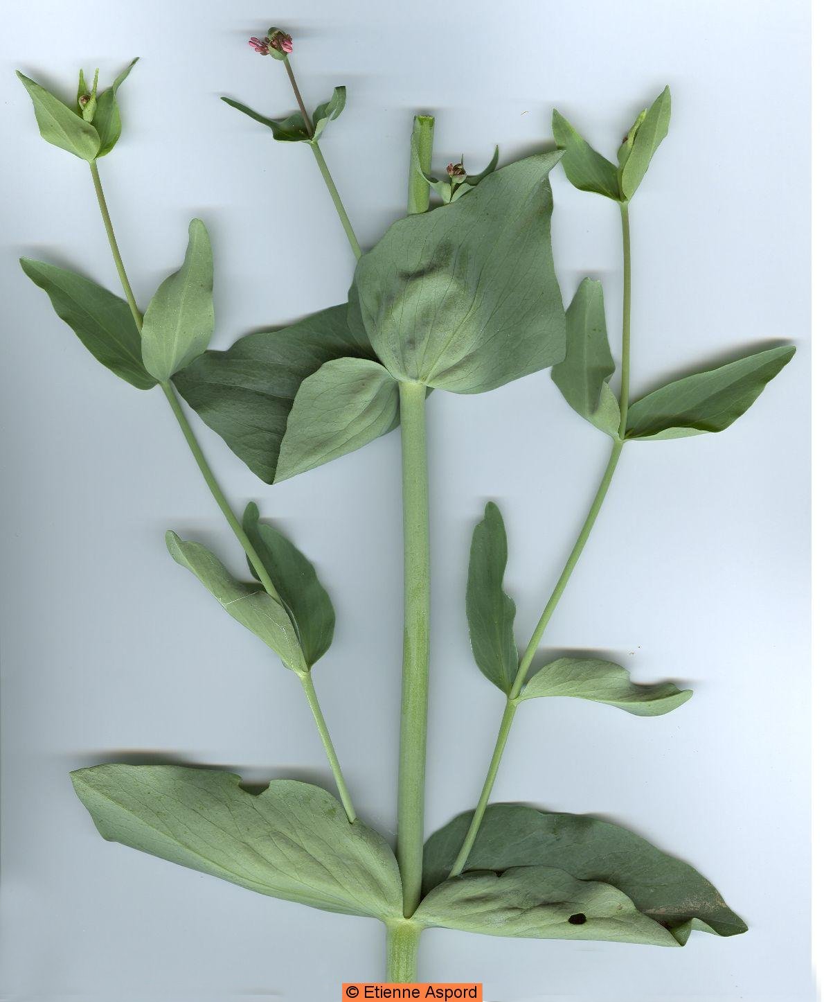centranthus ruber